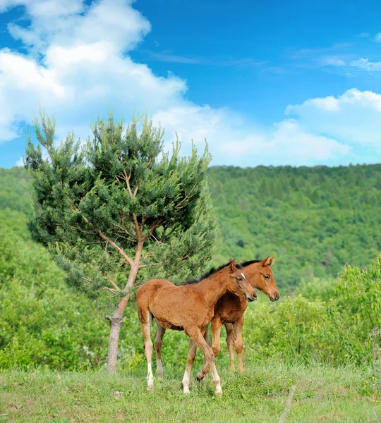 stock image Colt