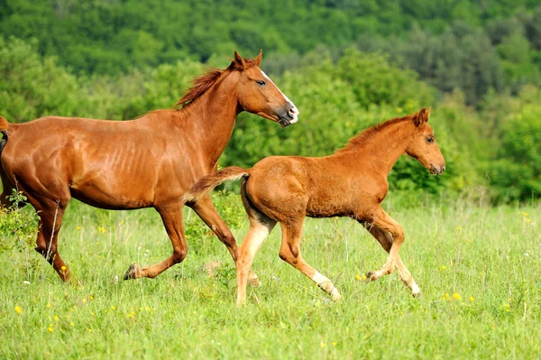 Häst — Stockfoto