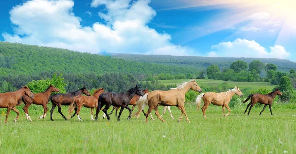 stock image Horses