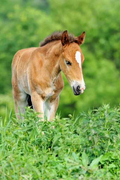 stock image Colt