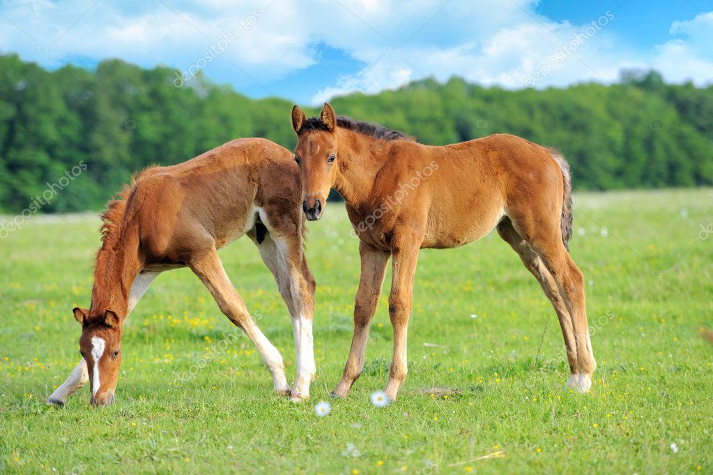 콜트 — 스톡 사진 © Byrdyak #10950083 콜트