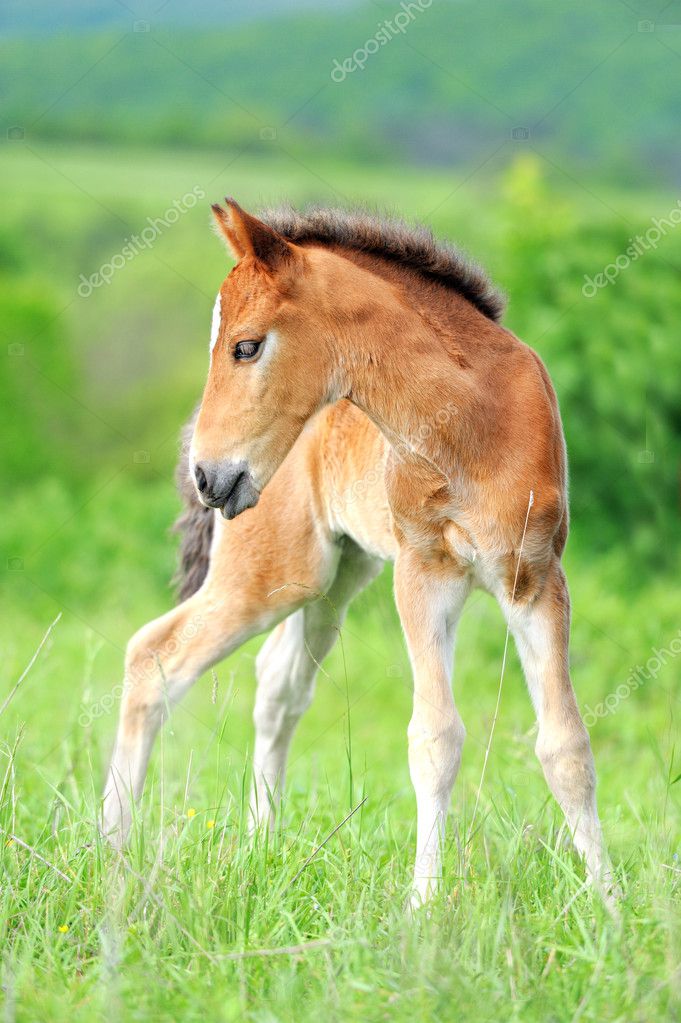 콜트 — 스톡 사진 © Byrdyak #10950500 콜트