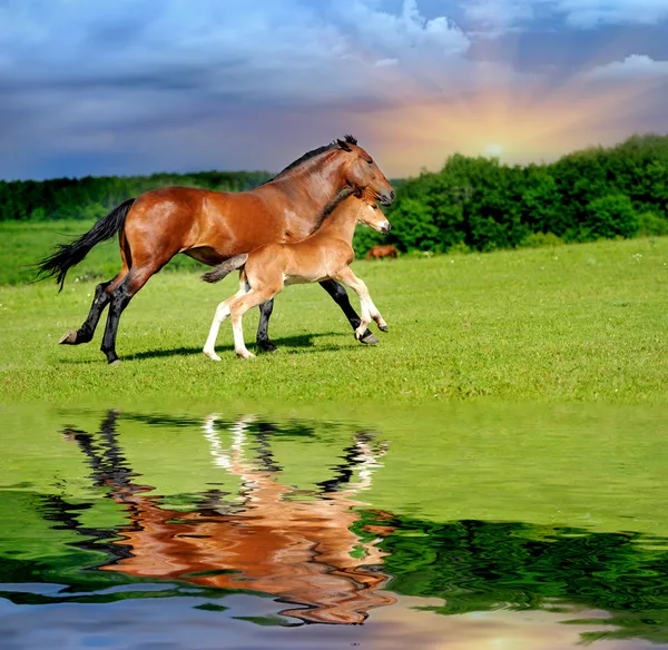At çayırda — Stok fotoğraf
