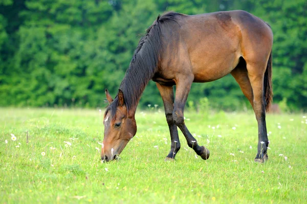 马在草地上 — 图库照片
