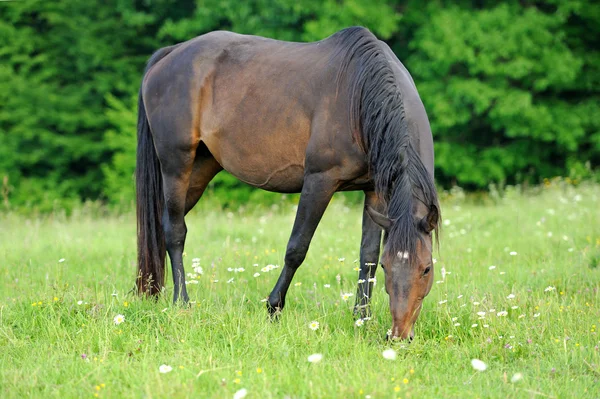 stock image Horse in meadow