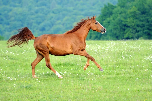 Кінь в лузі — стокове фото