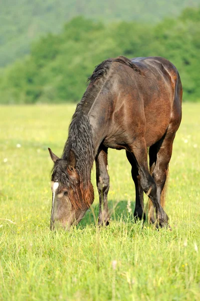 Kuda di padang rumput — Stok Foto