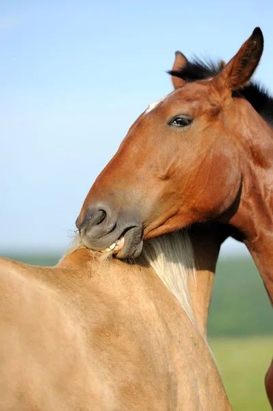 stock image Horse in meadow