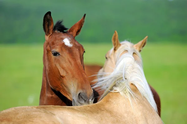 Koně v trávě — Stock fotografie