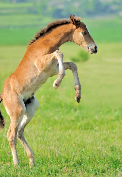 Colt en el prado — Foto de Stock