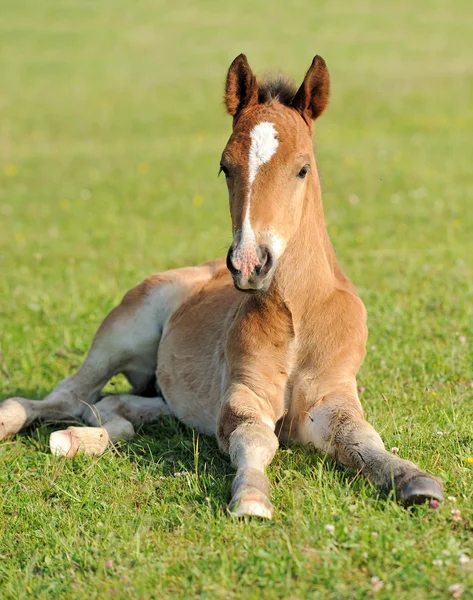 Colt in grass — Stock Photo, Image