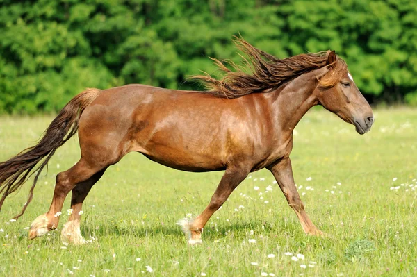 フィールドで実行している馬 — ストック写真