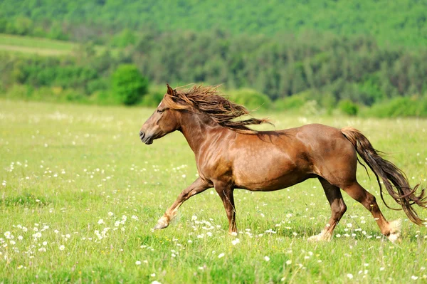 Коні в траві — стокове фото