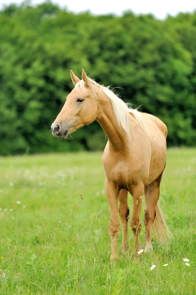Konie w trawie — Zdjęcie stockowe