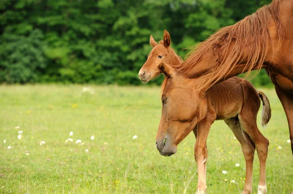 Koně v trávě — Stock fotografie