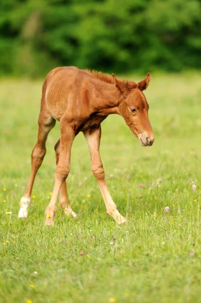 stock image Baby horse. 1 day