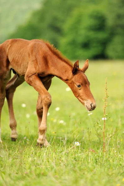 Baby horse. 1 day — Stock Photo, Image