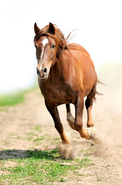 Hästen körs i fältet — Stockfoto