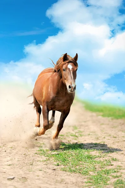 Лошадь бежит в поле — стоковое фото