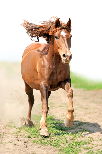 stock image Horse running in field