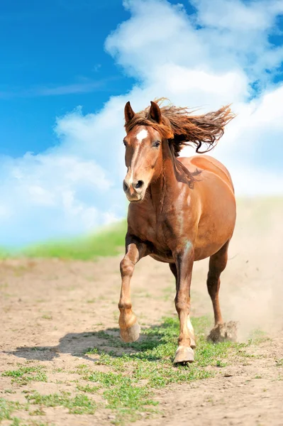 Лошадь бежит в поле — стоковое фото