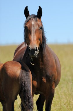 Horse in grass clipart