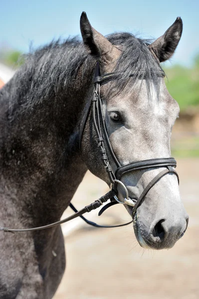 Portret konia — Zdjęcie stockowe