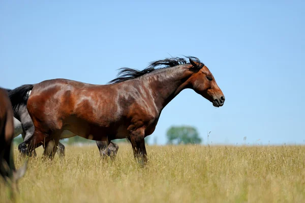 Horse in grass — Stock Photo, Image