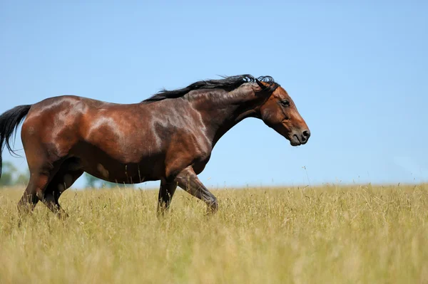 Paard in gras — Stockfoto
