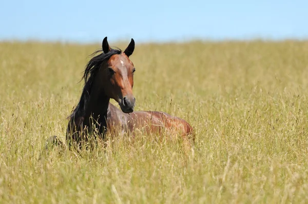 Häst i gräs — Stockfoto