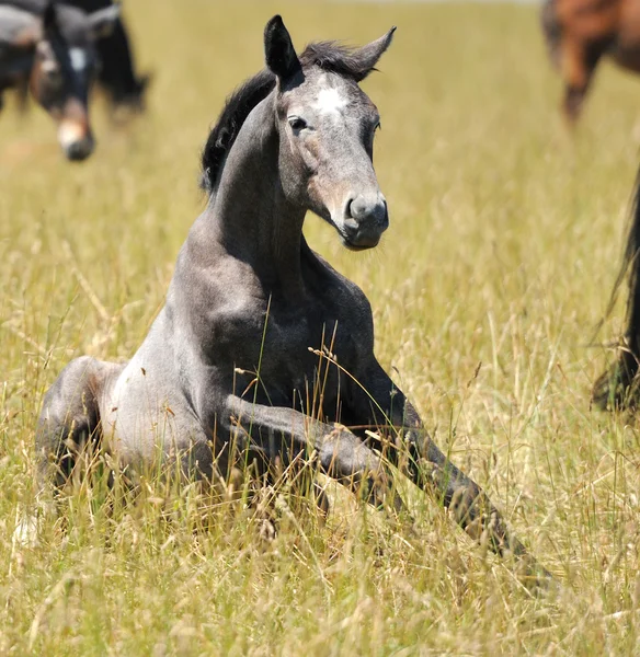 Koń w trawie — Zdjęcie stockowe