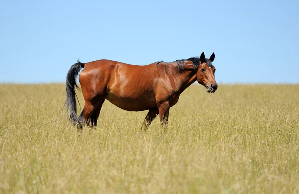 Häst i gräs — Stockfoto