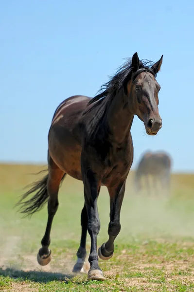 Cavallo in erba — Foto Stock