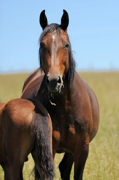 Häst i gräs Royaltyfria Stockfoton