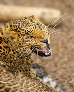 leopar