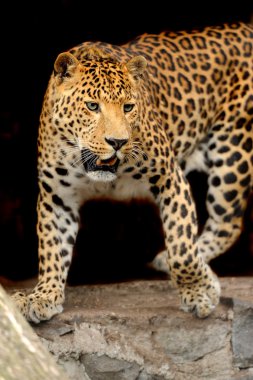 leopar