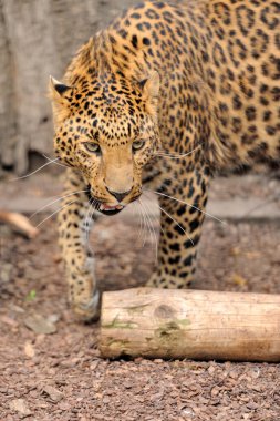 leopar