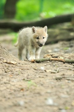 Arctic wolf puppy clipart