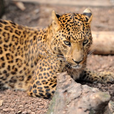 leopar