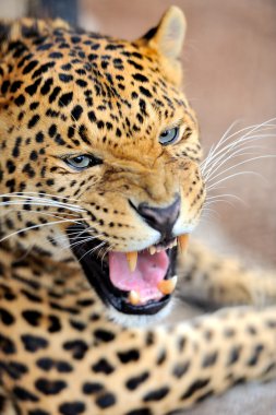 leopar