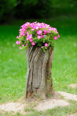 Beautiful Petunia flowers grow on a stump clipart