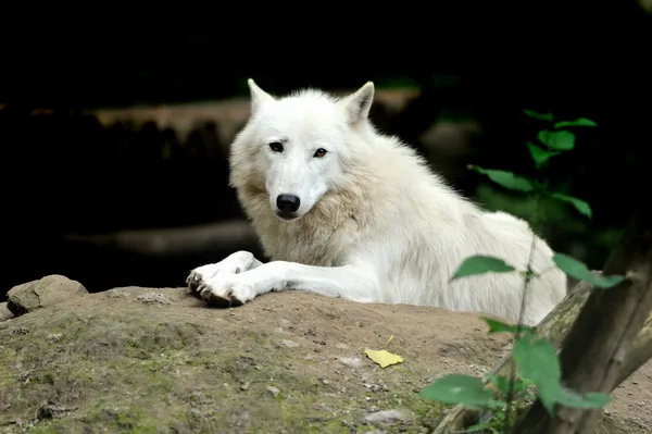Witte wolf — Stockfoto