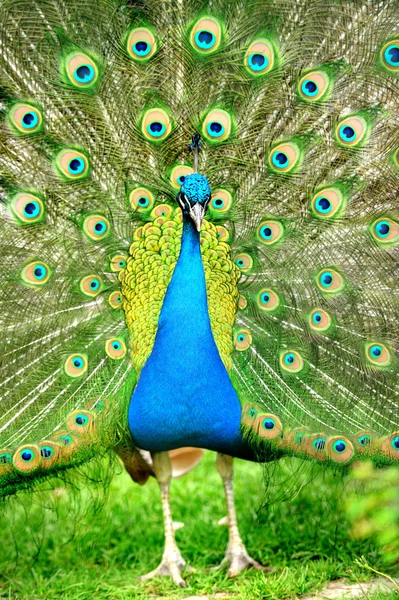 Belo pavão indiano com cauda totalmente ventilada — Fotografia de Stock