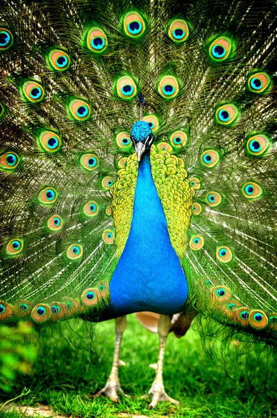 Piękne pawie indyjskie z pełni przenoszone ogon — Zdjęcie stockowe