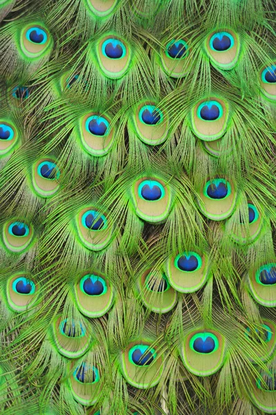 Penas de pavão — Fotografia de Stock