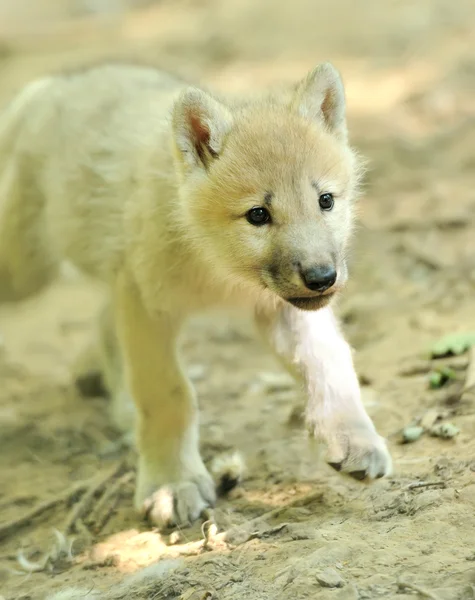 Cachorro lobo ártico — Foto de Stock