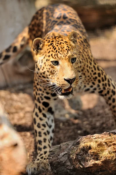 Leopardo — Fotografia de Stock