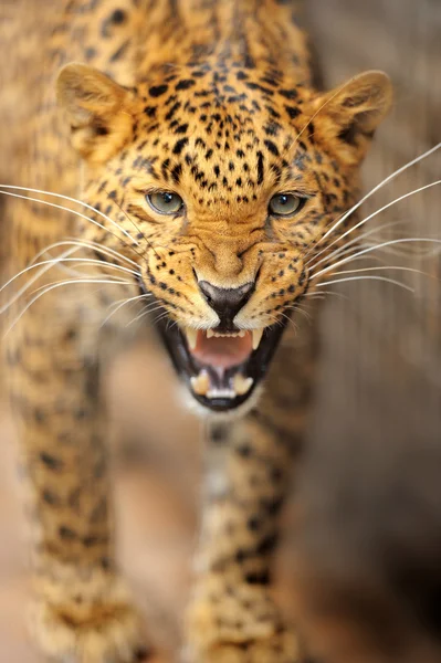 Leopard — Stockfoto