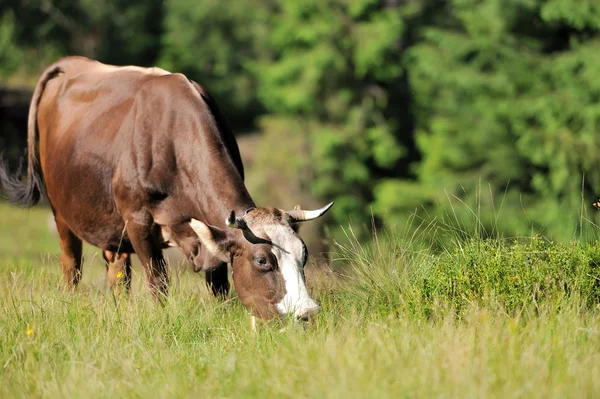 stock image Cow in grass