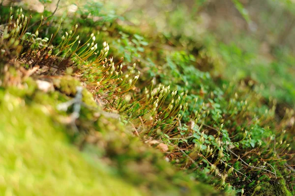 Närbild av grön mossa — Stockfoto